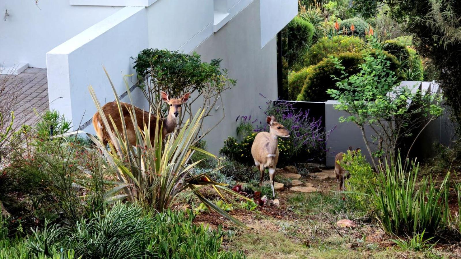 Oubaai Villa By Raw Africa Collection Herolds Bay Exterior photo